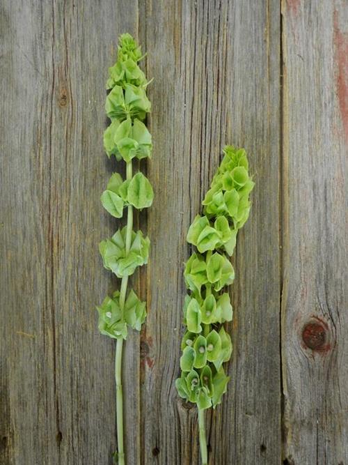 GREEN BELLS OF IRELAND